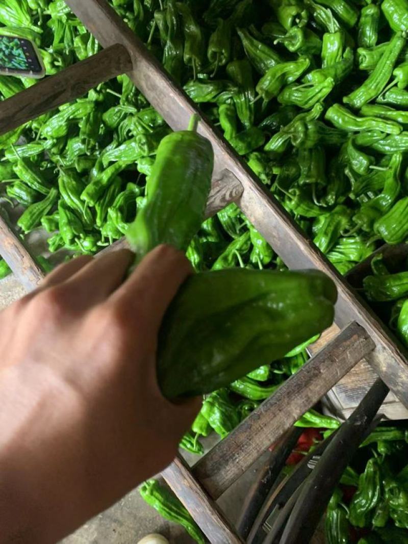 湖北长阳精品芜湖椒产地直发一手货源价格便宜量大优惠