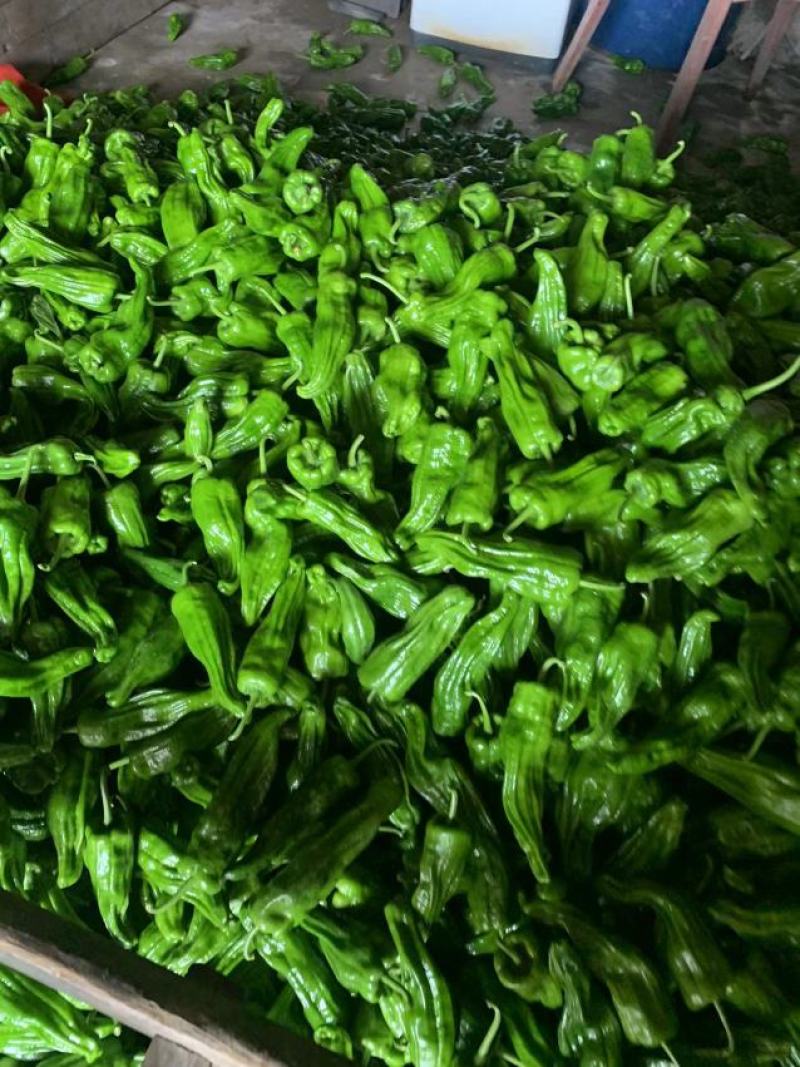 湖北长阳精品芜湖椒产地直发一手货源价格便宜量大优惠