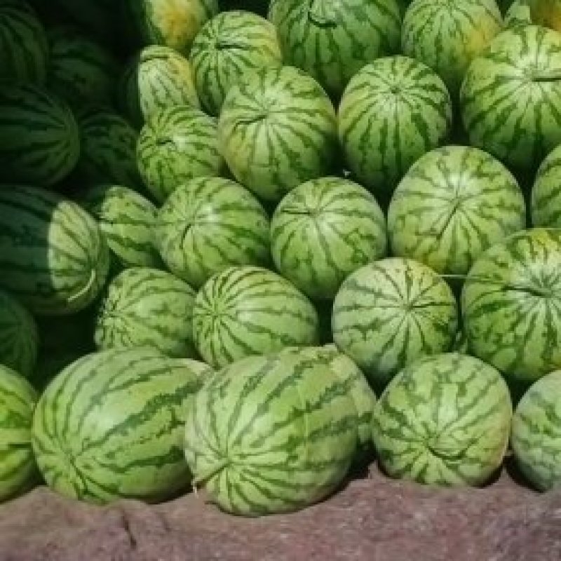 忻州西瓜量大，价格便宜