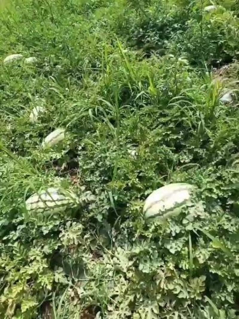 忻州西瓜量大，价格便宜