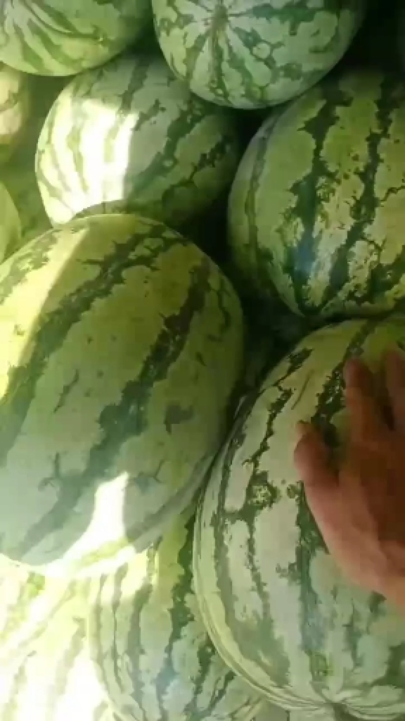 忻州西瓜量大，价格便宜