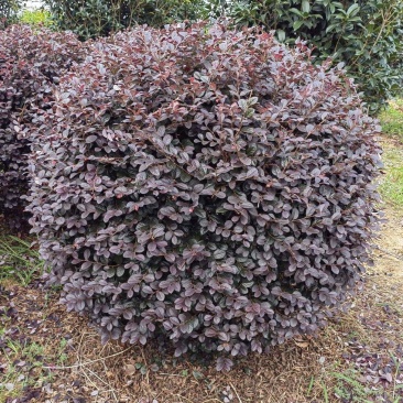 红花继木球