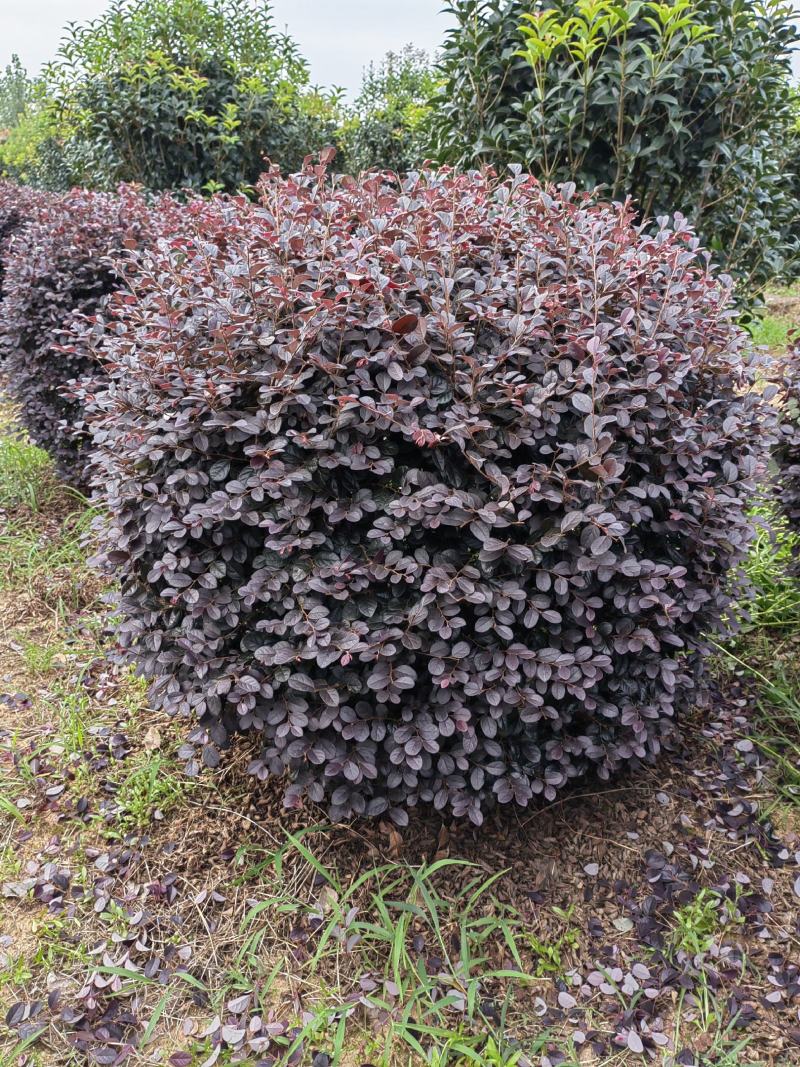 红花继木球