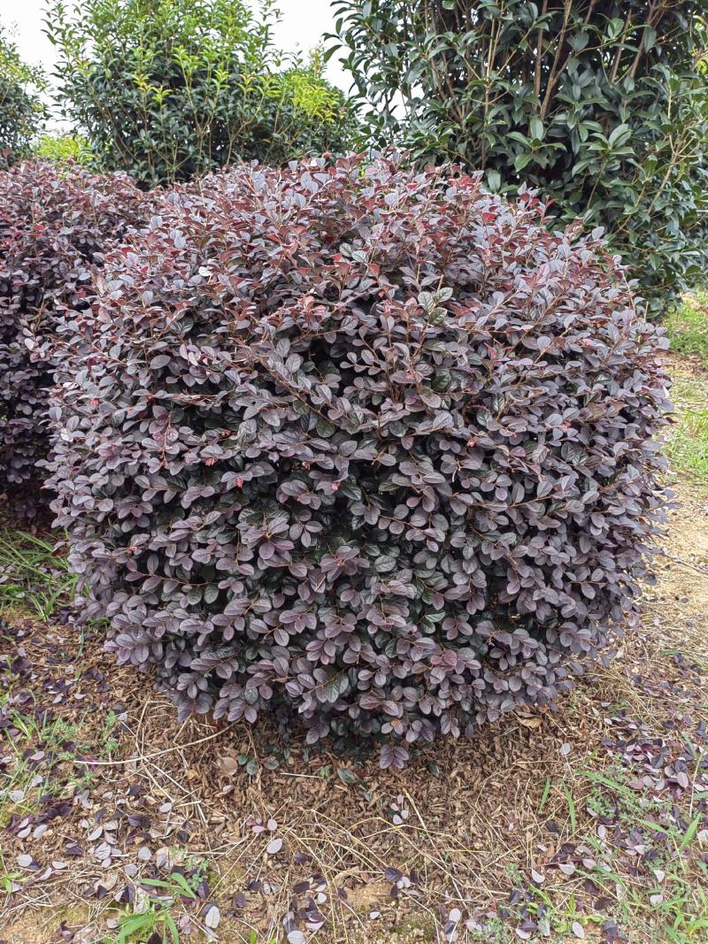 红花继木球