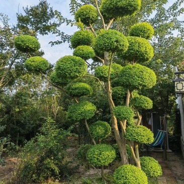 亮晶造型