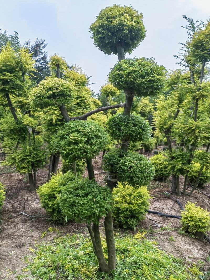 亮晶造型