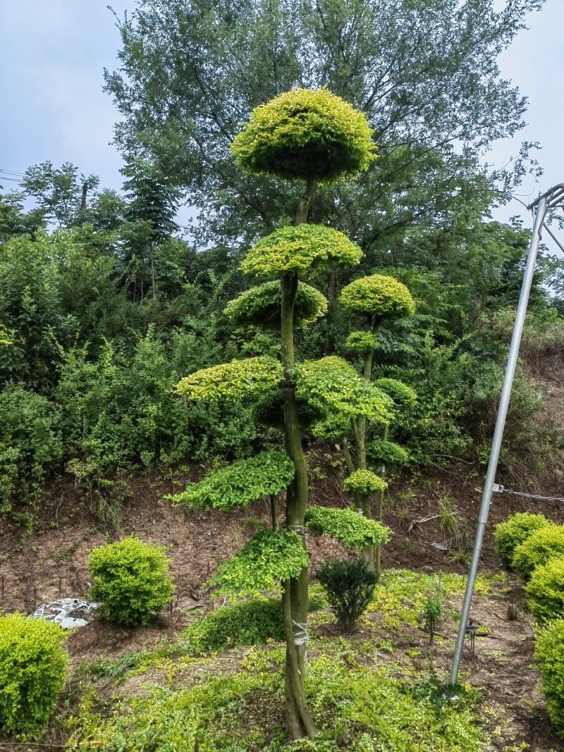 亮晶造型