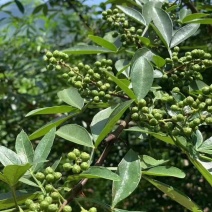 昭通老品种青花椒