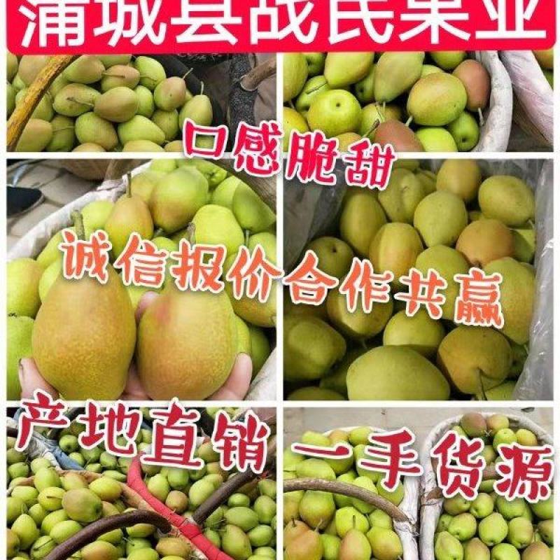 【牛商】陕西蒲城红香酥梨小香梨皮薄脆甜无渣