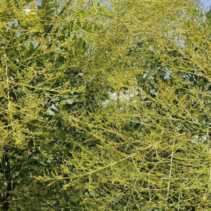 槐米