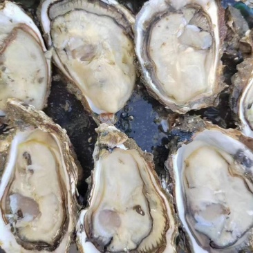 湛江生蚝🦪、货源充足、量大质优、可视频看货