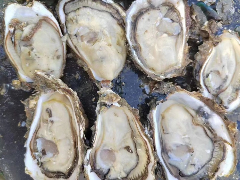 湛江生蚝🦪、货源充足、量大质优、可视频看货