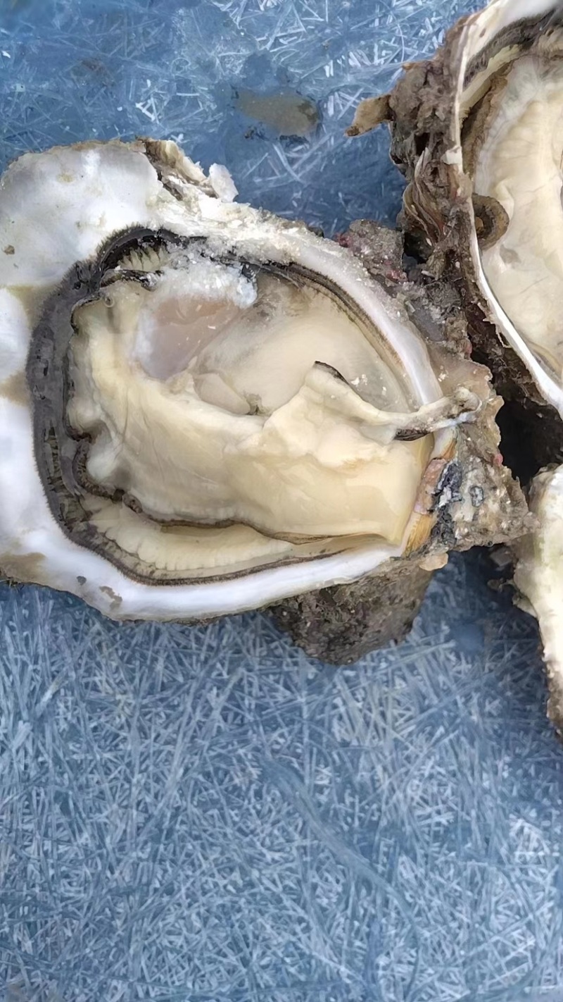 湛江生蚝🦪、货源充足、量大质优、可视频看货