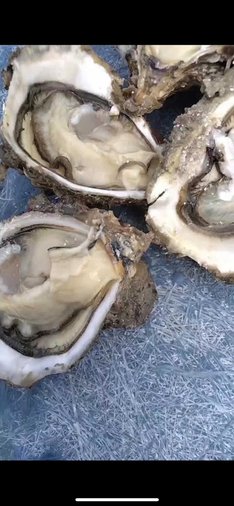 湛江生蚝🦪、货源充足、量大质优、可视频看货