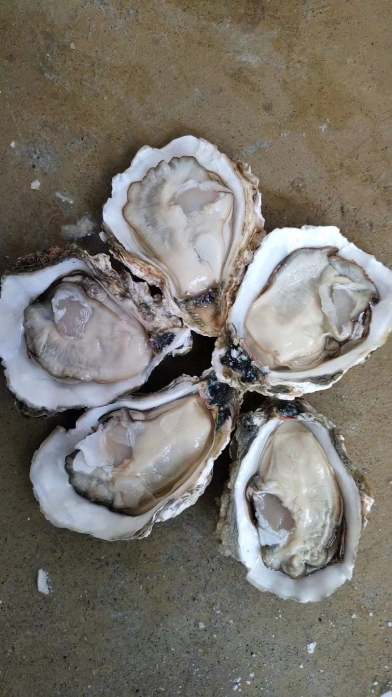 湛江生蚝🦪、货源充足、量大质优、可视频看货