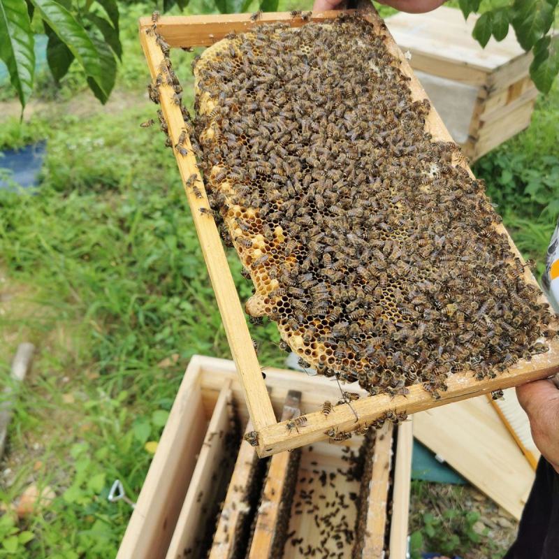 蜂蜜广东潮州野蜂蜜纯荔枝蜜无添加蜂农直销不寄样品骗子绕道