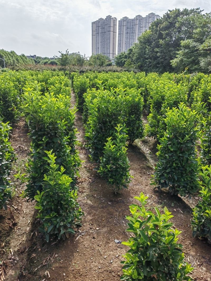 冬青柱子，冬青树绿化苗基地供货黑土田苗成活好电联采购