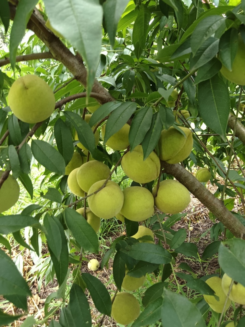 【精选】湖南官停中华脆蜜桃保质保量基地直发欢迎致电