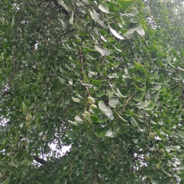 白果
