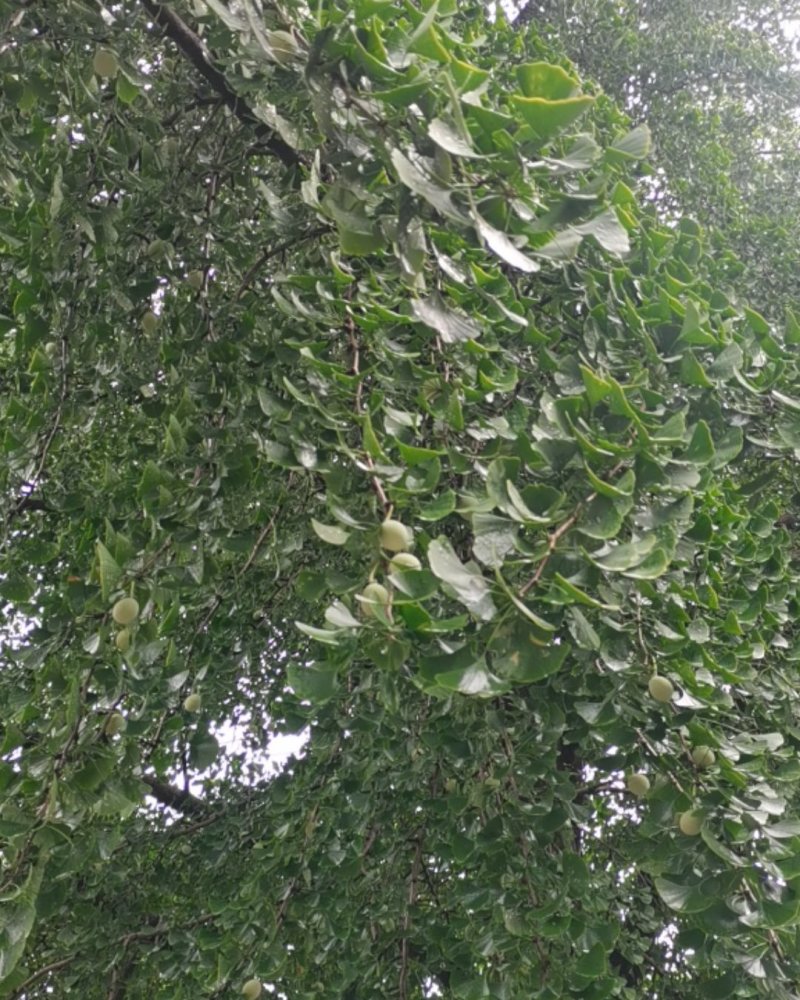 白果