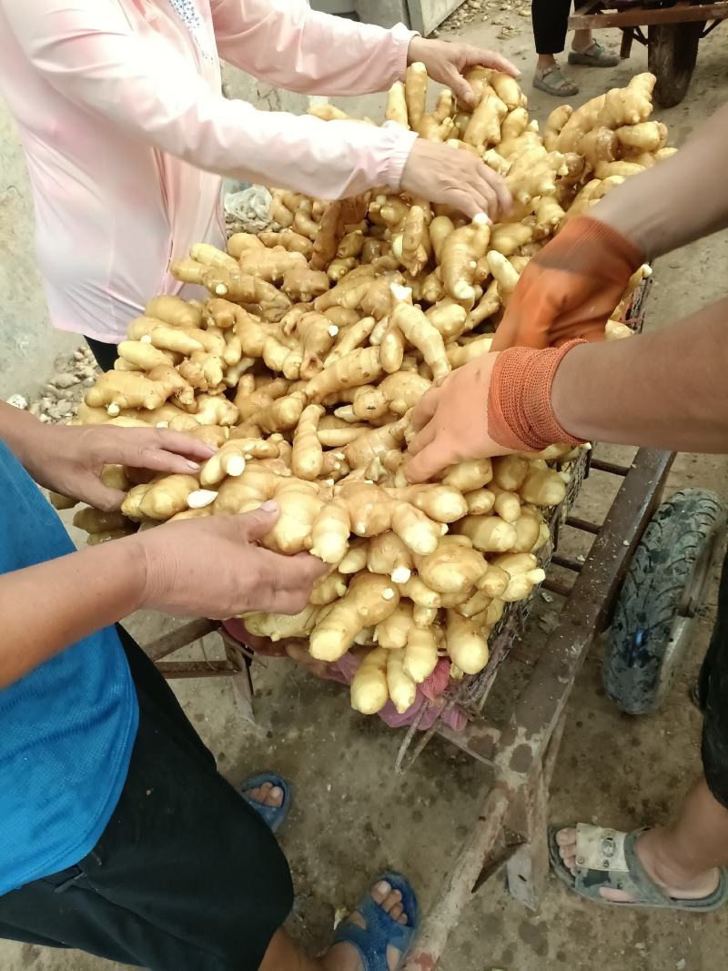 生姜，礼盒