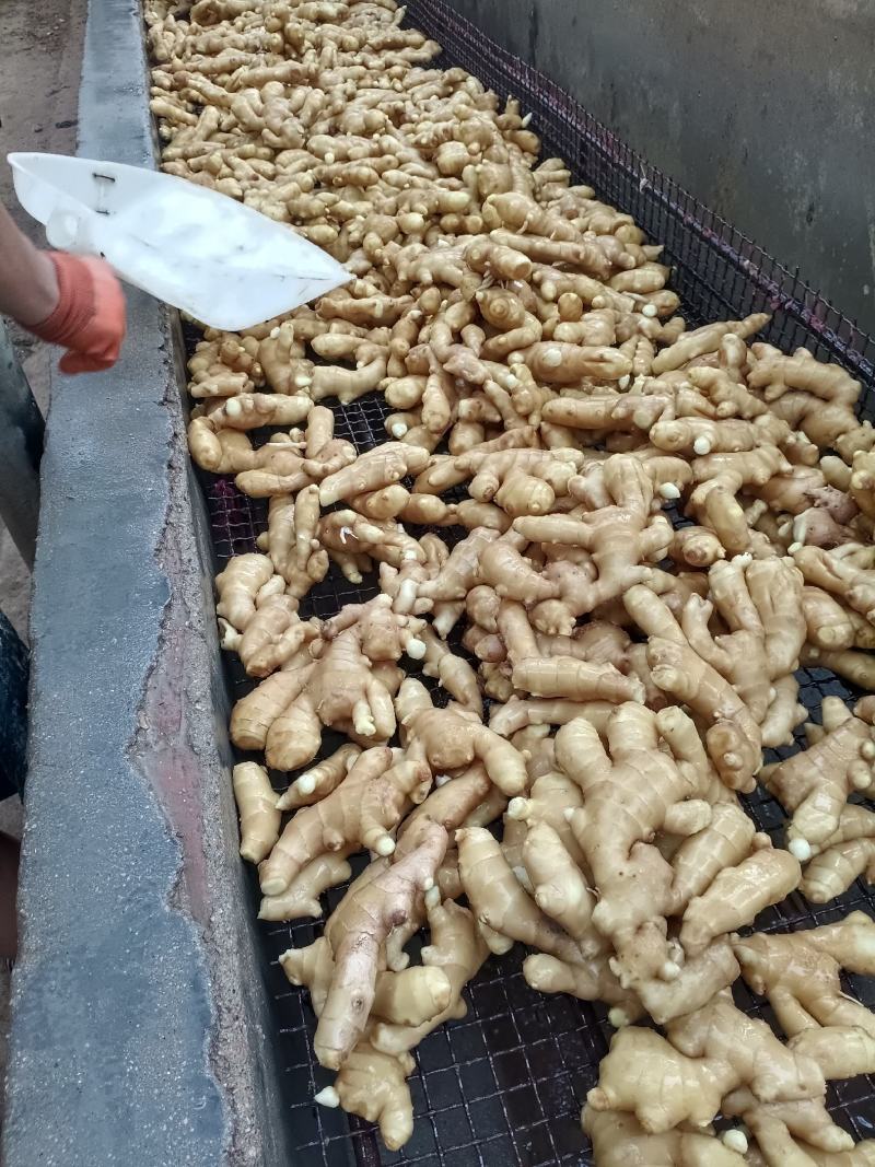 生姜，礼盒