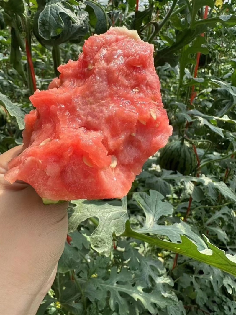海阳吊西瓜4K手撕西瓜8424