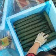 精品青瓜又便宜了