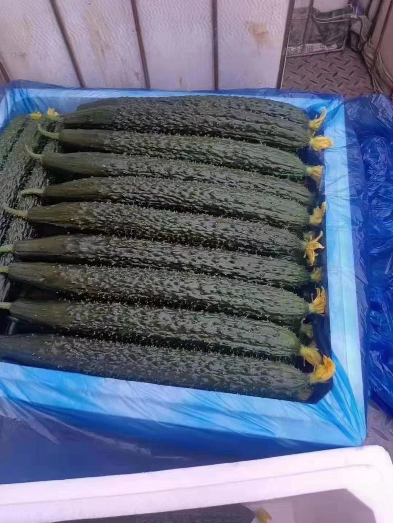 精品青瓜又便宜了