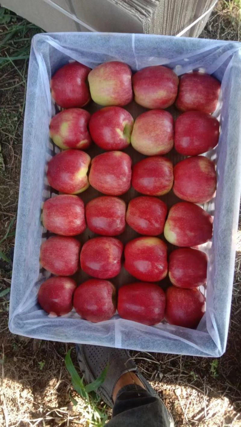 辽宁鲁丽苹果全红高庄口感甜脆大量供应欢迎洽谈合作
