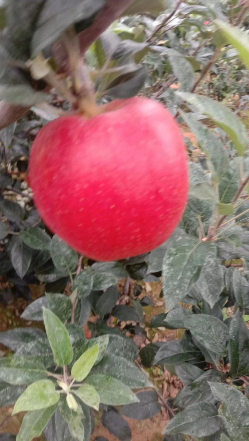 辽宁鲁丽苹果全红高庄口感甜脆大量供应欢迎洽谈合作
