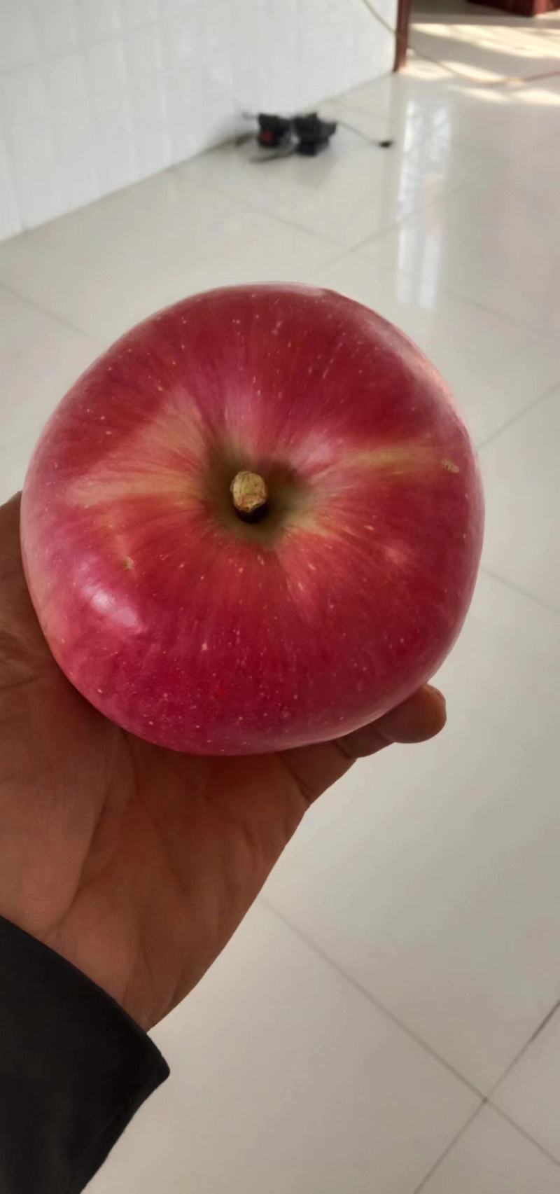 辽宁鲁丽苹果全红高庄口感甜脆大量供应欢迎洽谈合作