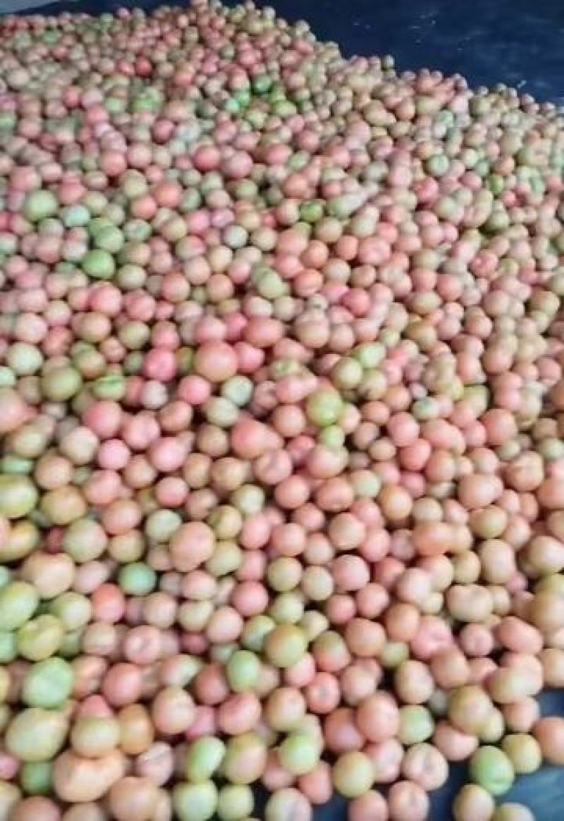 硬粉西红柿，宁夏西红柿，产地直发质量好，价格优电联采购