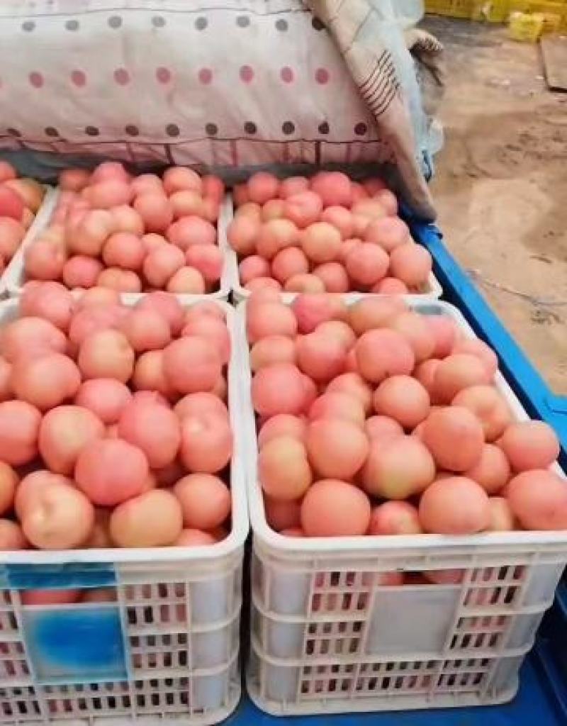 硬粉西红柿，宁夏西红柿，产地直发质量好，价格优电联采购