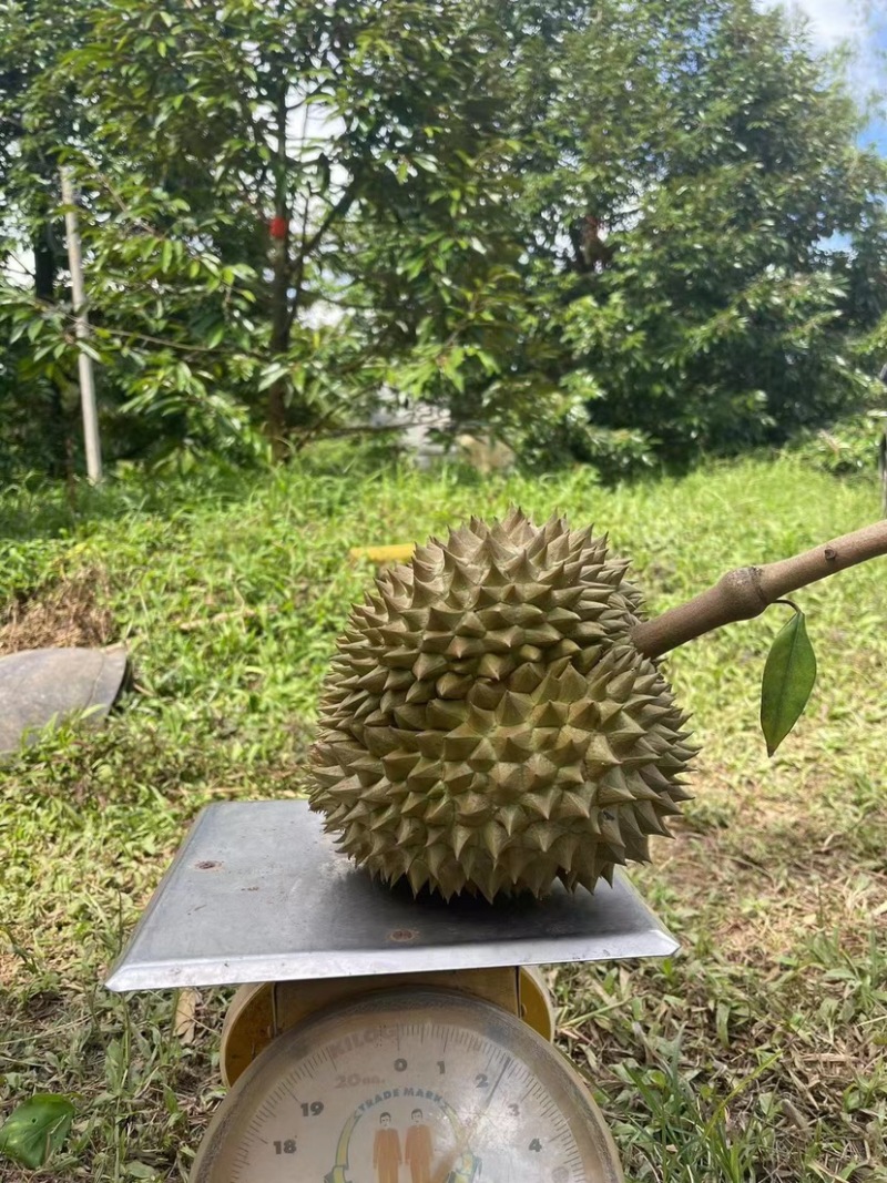 榴莲电商一件代发，全平台对接淘宝，**，拼多多，直播