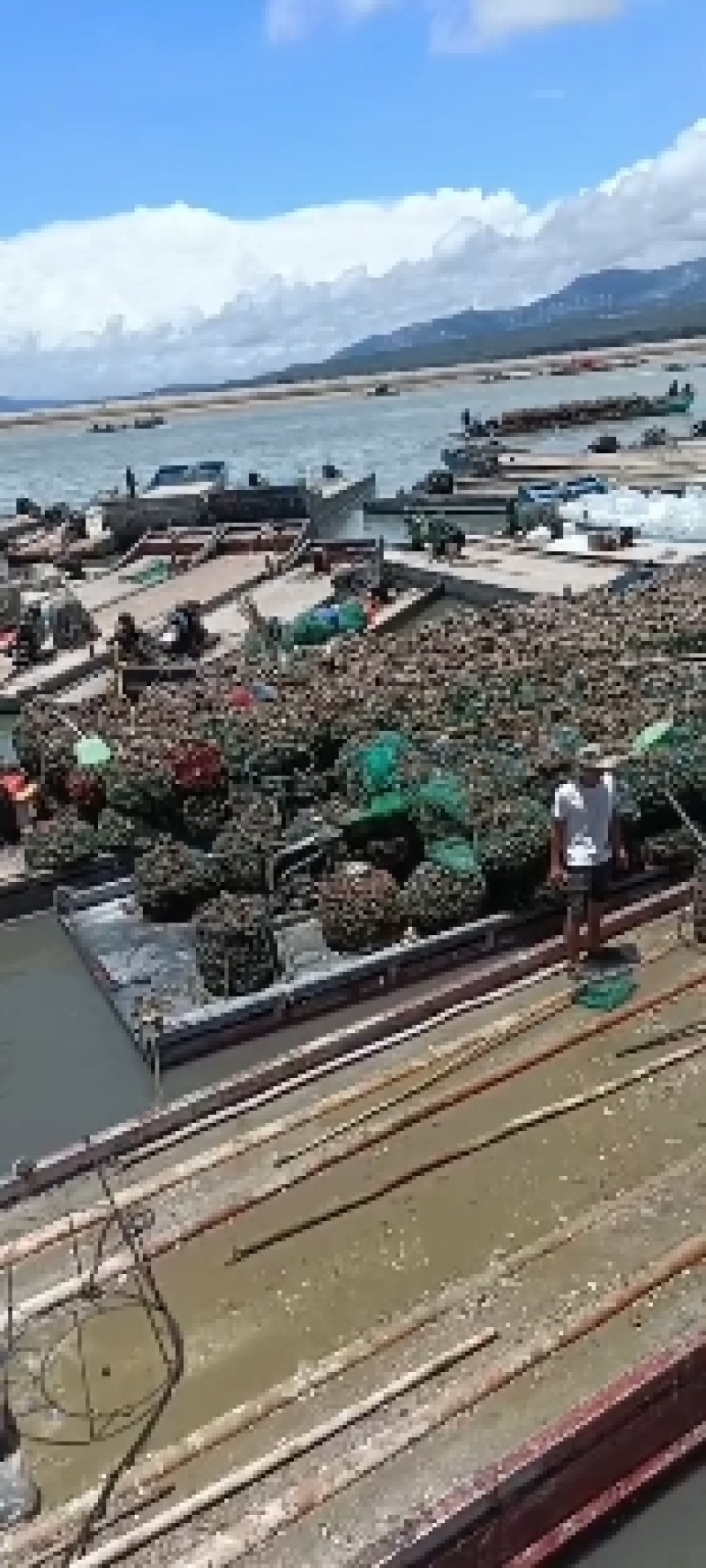 福建漳州詔安林瀚鲜生蚝批发全国