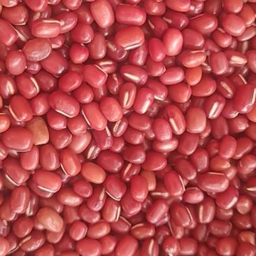 【热卖推荐】精品红小豆大量有货保质保量可视频看货价格来电详谈