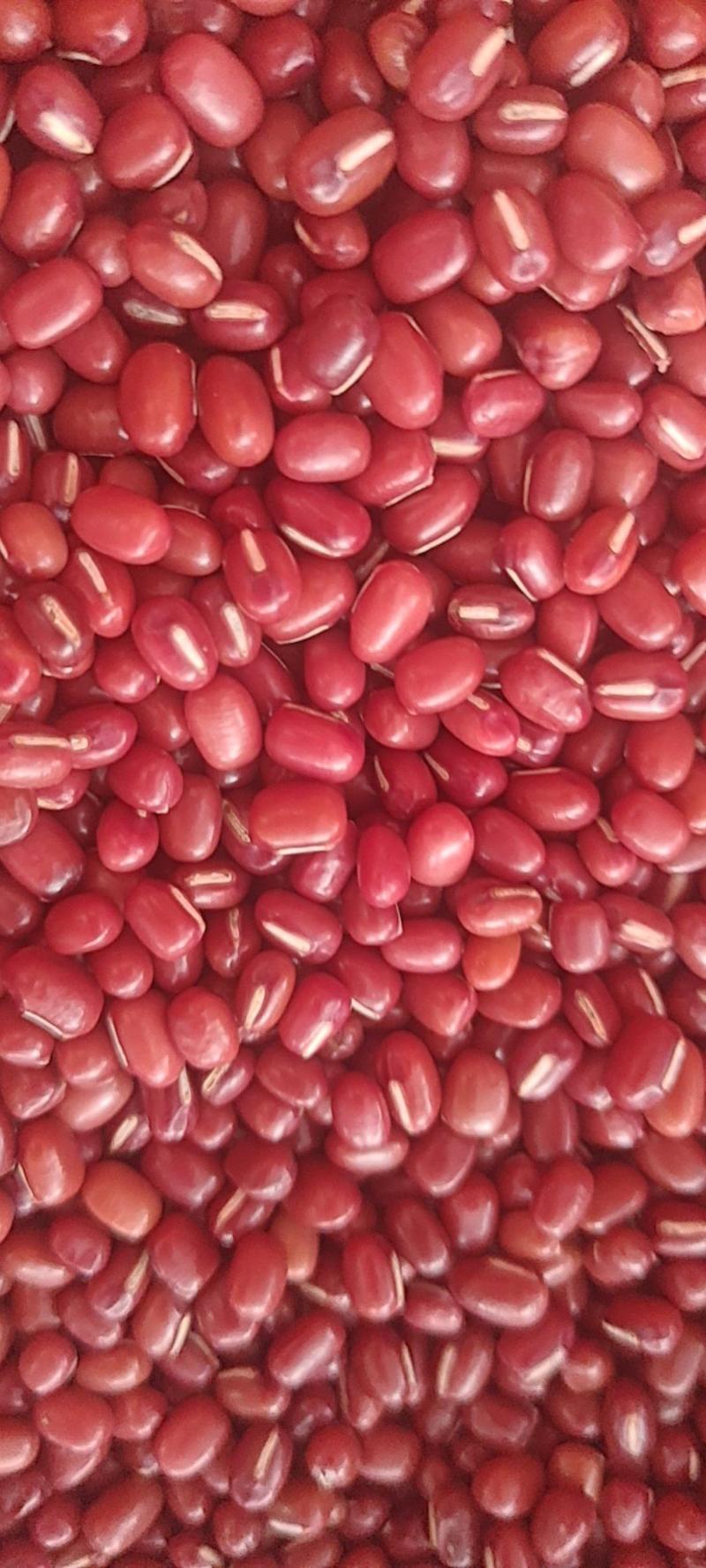 【热卖推荐】精品红小豆大量有货保质保量可视频看货价格来电详谈