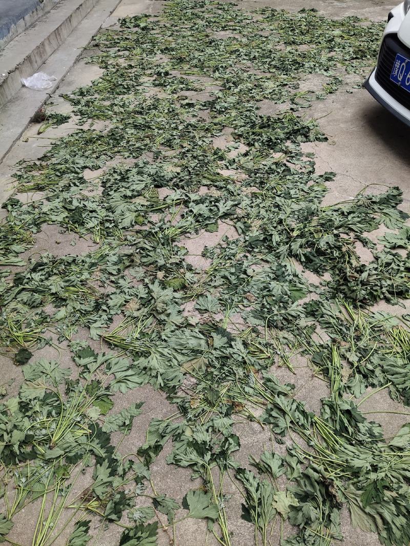 益母草