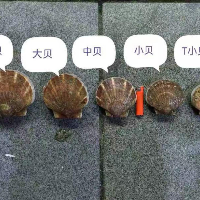 扇贝