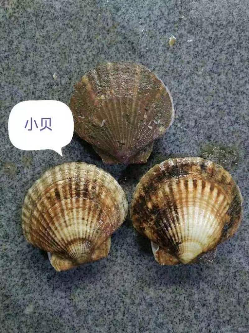 扇贝