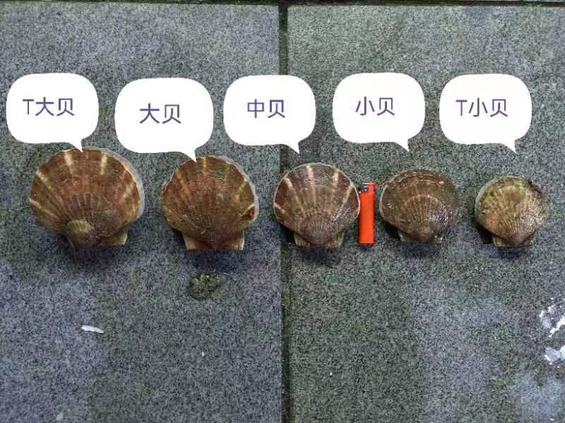 扇贝