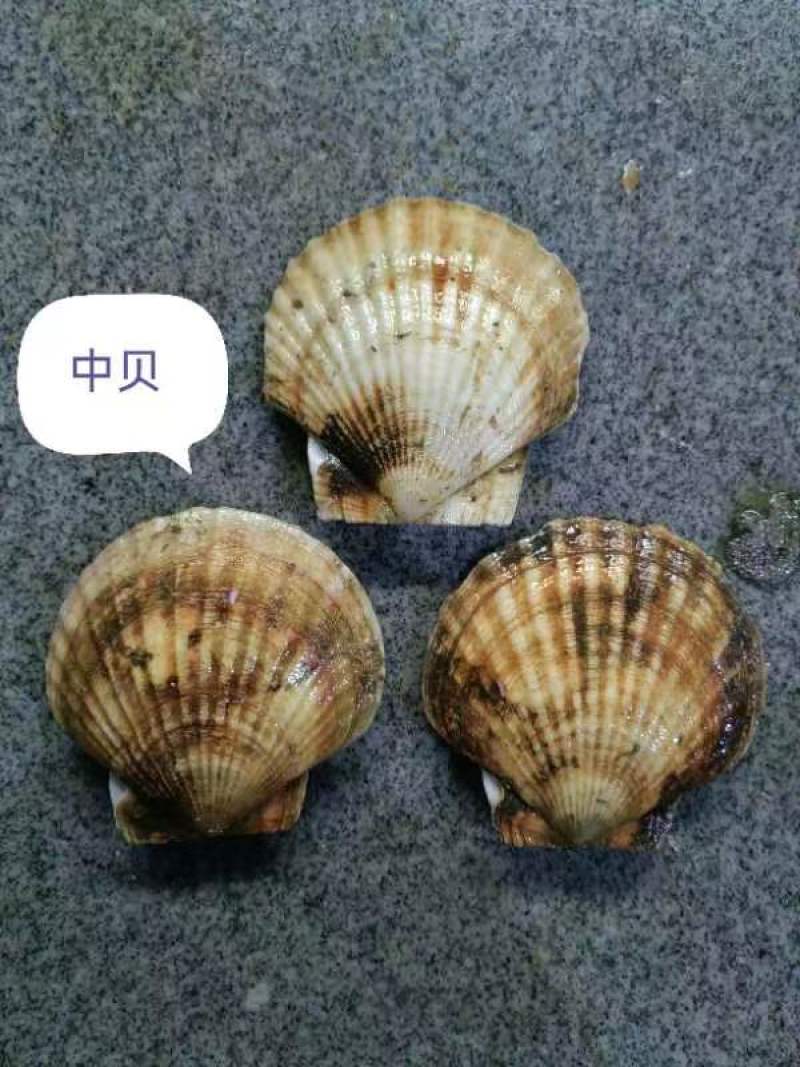 扇贝
