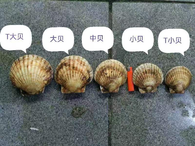 扇贝