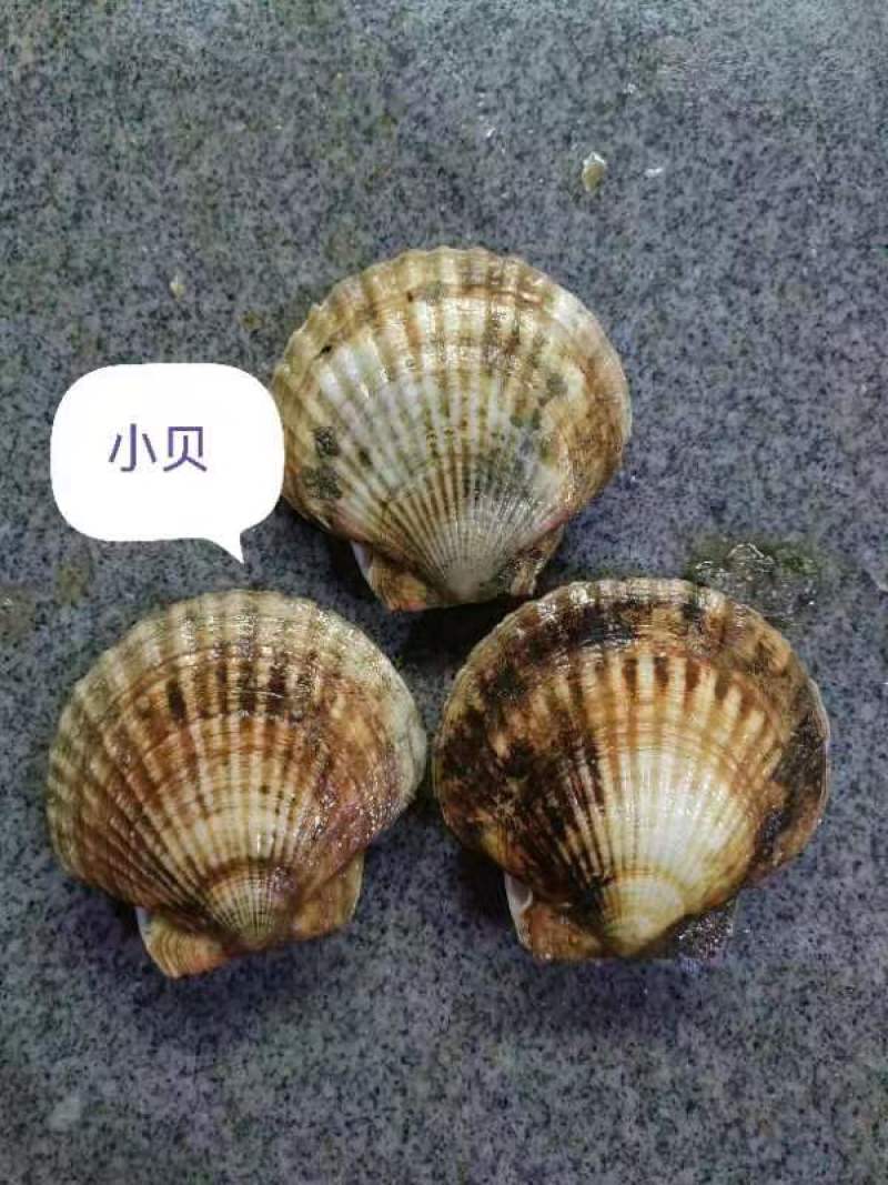 扇贝