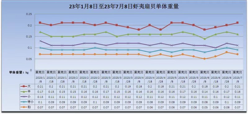 扇贝