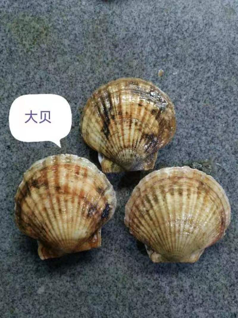 扇贝
