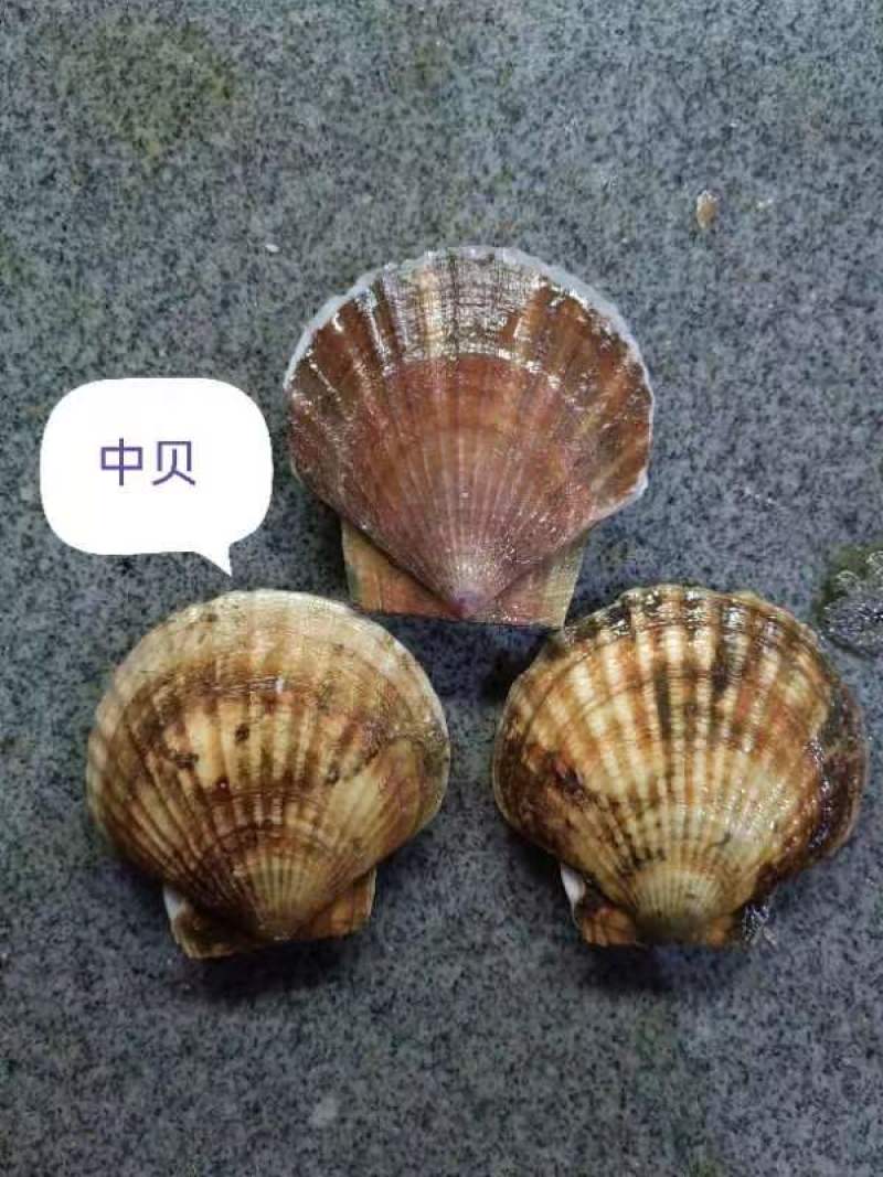 扇贝