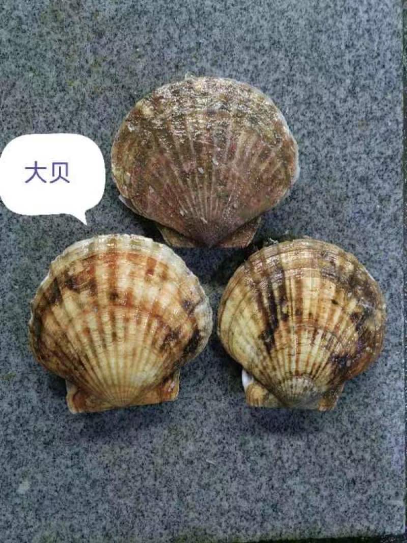 扇贝