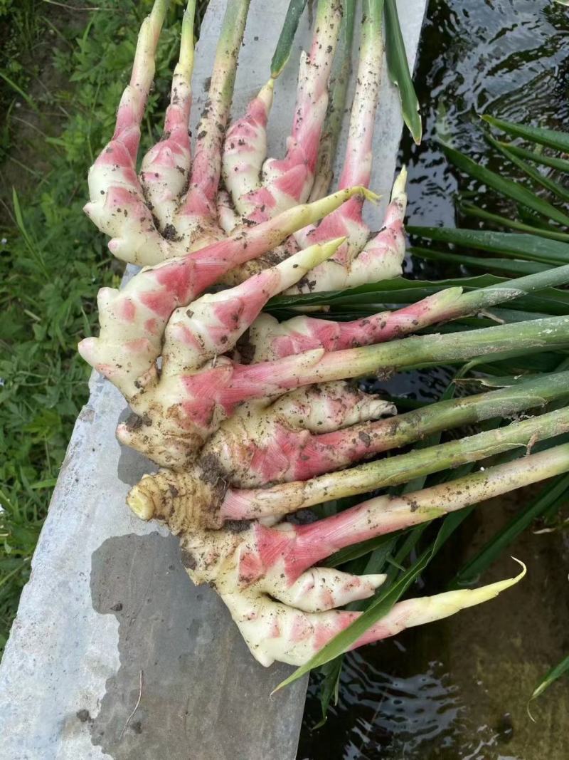 惠水小黄姜